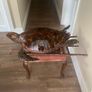 Antique Rare Large Taxidermy Hawksbill Sea Turtle Image 5