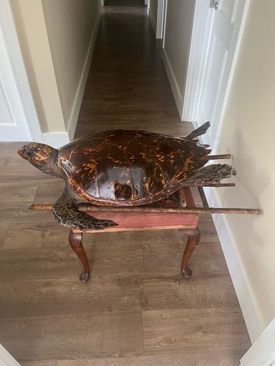 Antique Rare Large Taxidermy Hawksbill Sea Turtle