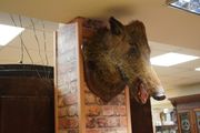 Boar Head Wall Mount