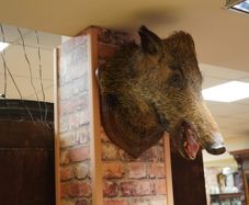 Boar Head Wall Mount