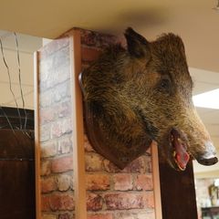 Boar Head Wall Mount