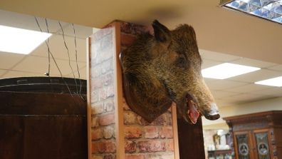 Boar Head Wall Mount