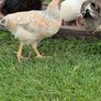 Cream legbar rooster Image 3