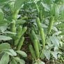 (B) Broad Bean Windsor seeds 15g (125210) Image 2