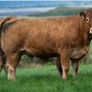 Bostonia Livestock Breeding Females sale LIVE Image 10