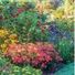 farzana_1122