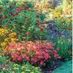 farzana_1122