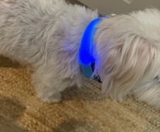 dog collar