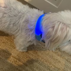 dog collar