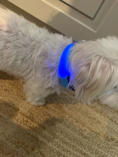 dog collar