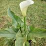 Plant Image 2