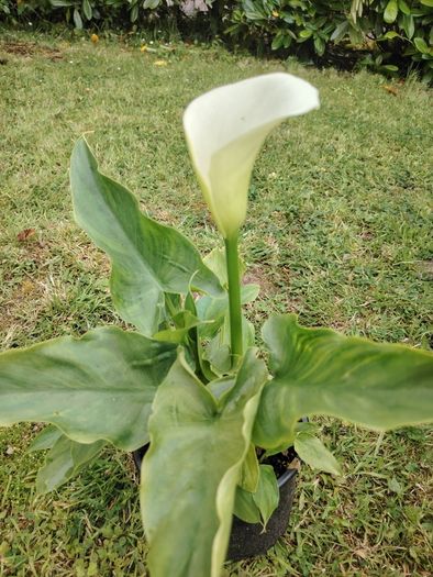 Plant