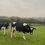 Incalf friesan heifers Image 9