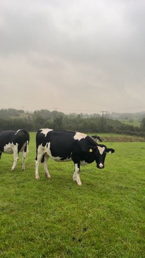 Incalf friesan heifers