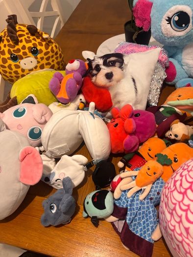 Squish teddy's and other teddys