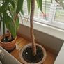 yucca Image 3