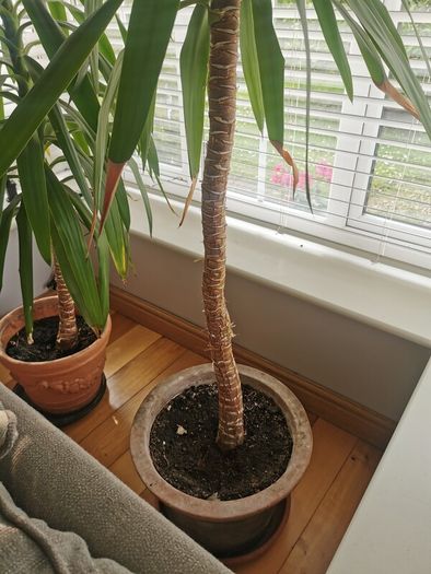 yucca