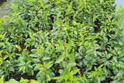Portugeuse Laurel Hedging