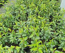Portugeuse Laurel Hedging