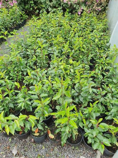 Portugeuse Laurel Hedging