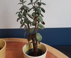 Jade Plant (1st)