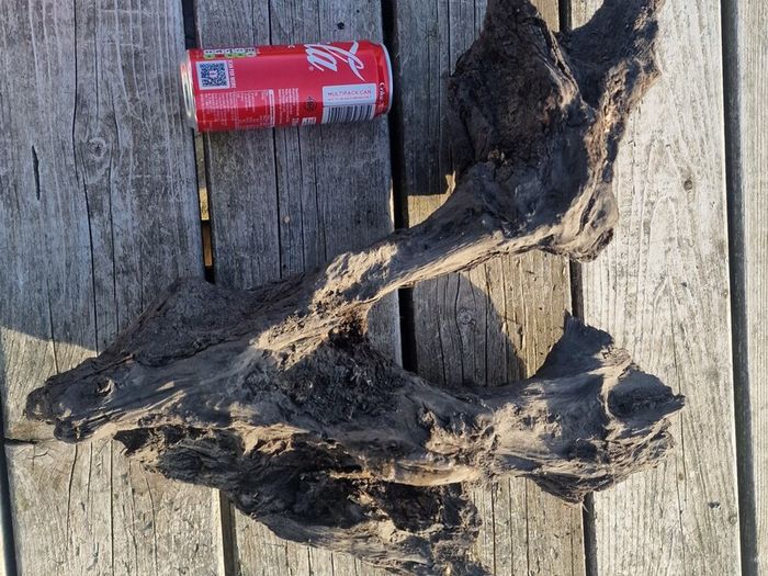 bog oak