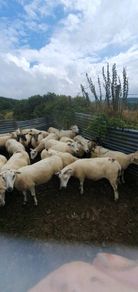 Ewes organic