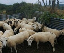 Ewes organic