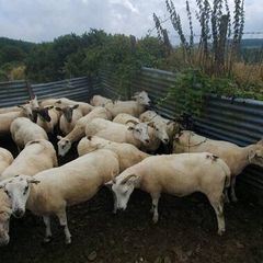 Ewes organic