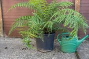 tree fern - dicksonia antarctica