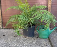 tree fern - dicksonia antarctica