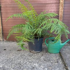 tree fern - dicksonia antarctica