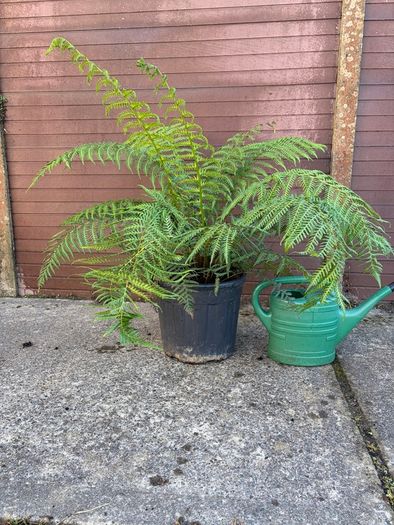 tree fern - dicksonia antarctica