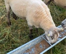 Shearling ram