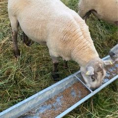 Shearling ram