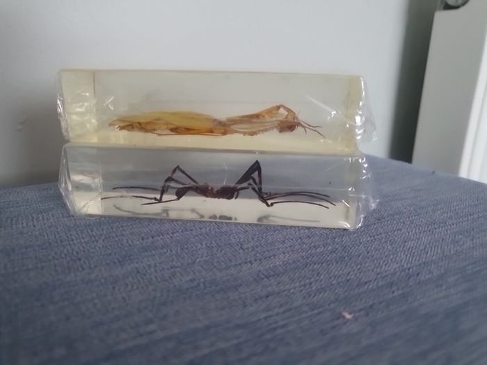 Halloween Insects In Glass Big Clearout, Make An Offer