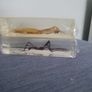 Halloween Insects In Glass Big Clearout, Make An Offer Image 8