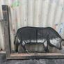 Vintage large pig sign Image 3