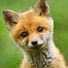 vulpine_power