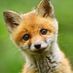 vulpine_power