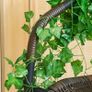10 Pack Artificial Ivy, Vines, Ivy Garlands Artificial, Fake Ivy, Room Decor, Ivy Vines, Ivy Fence Screening, Hanging Vine, Bedroom Decor, Wedding Party Home Decor Garden Wall Decor 84 Ft Image 3