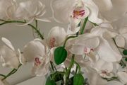 Orchid Vase