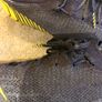 Nike Mercurial Vapor 12 Elite Knit Image 7