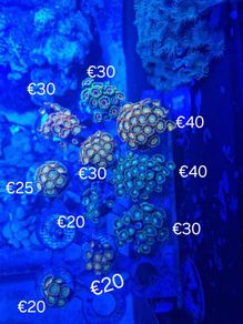 zoa frags