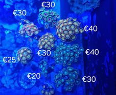 zoa frags