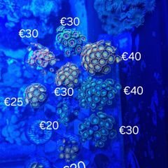 zoa frags