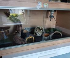 Reptile Vivarium