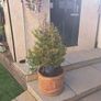 10 garden pots and plants inc Image 2