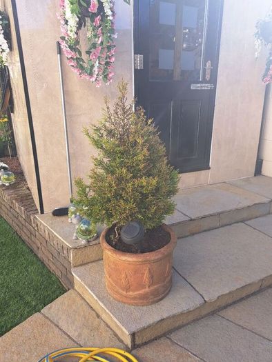 10 garden pots and plants inc