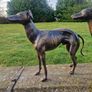Pair of greyhounds Image 6